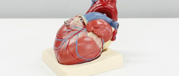 3 D Herz Modell
